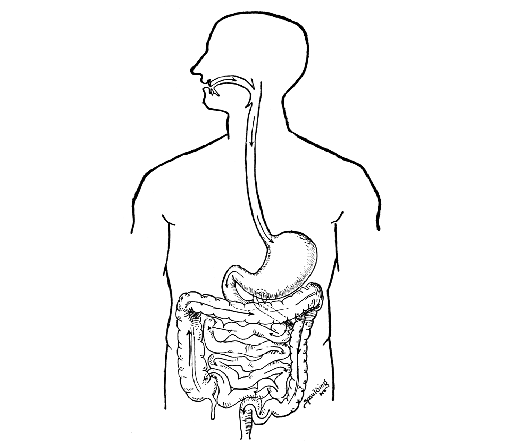 Easy Slim Tea - Digestion