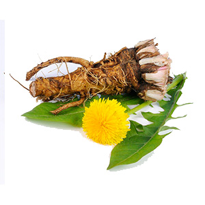 Dandelion Extract